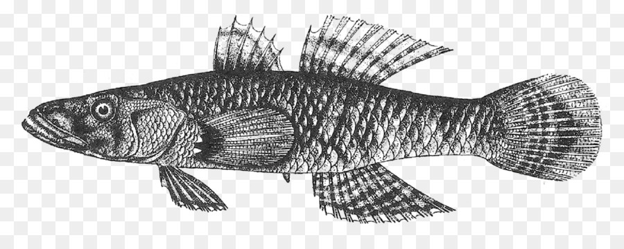 Loco De Pescado，Los Peces PNG