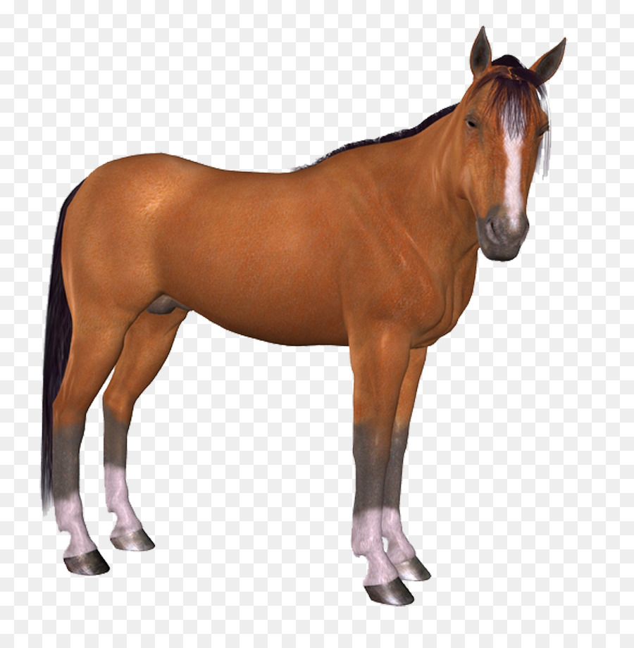 Potro，Caballo PNG