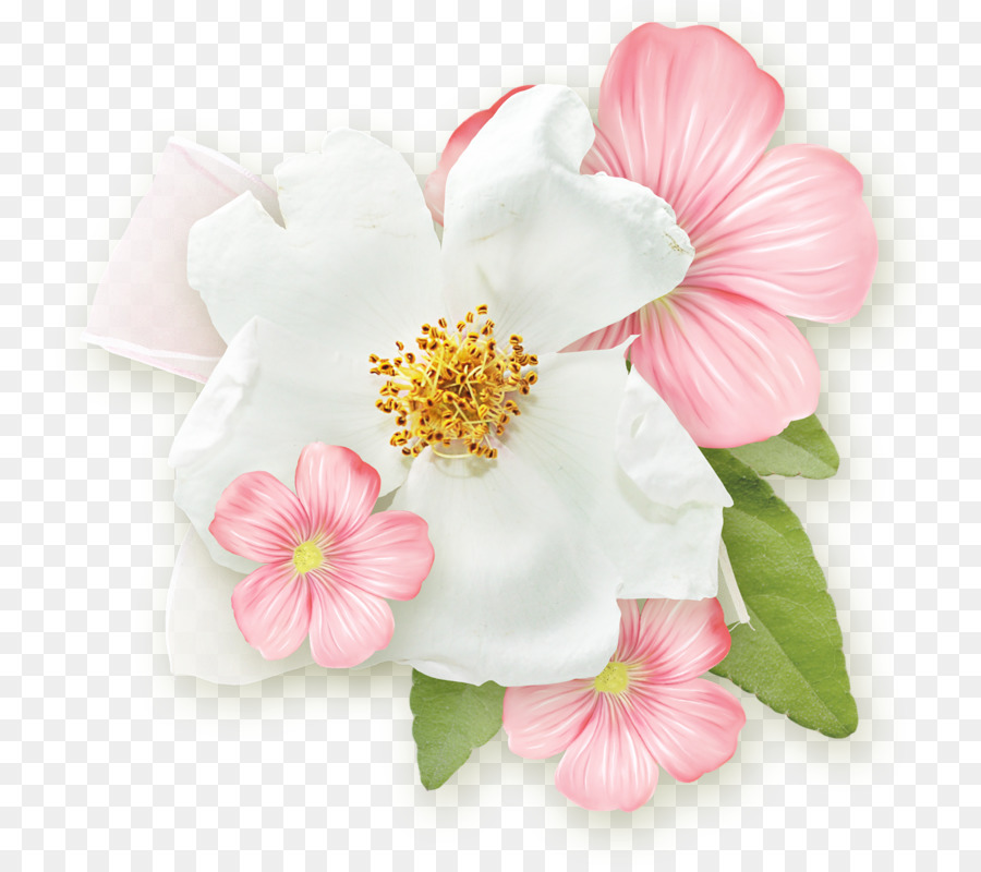 Flor，Rosa PNG