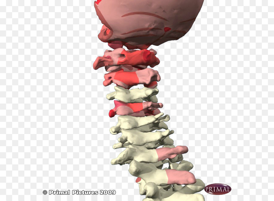La Articulación Facetaria，Vértebras Cervicales PNG
