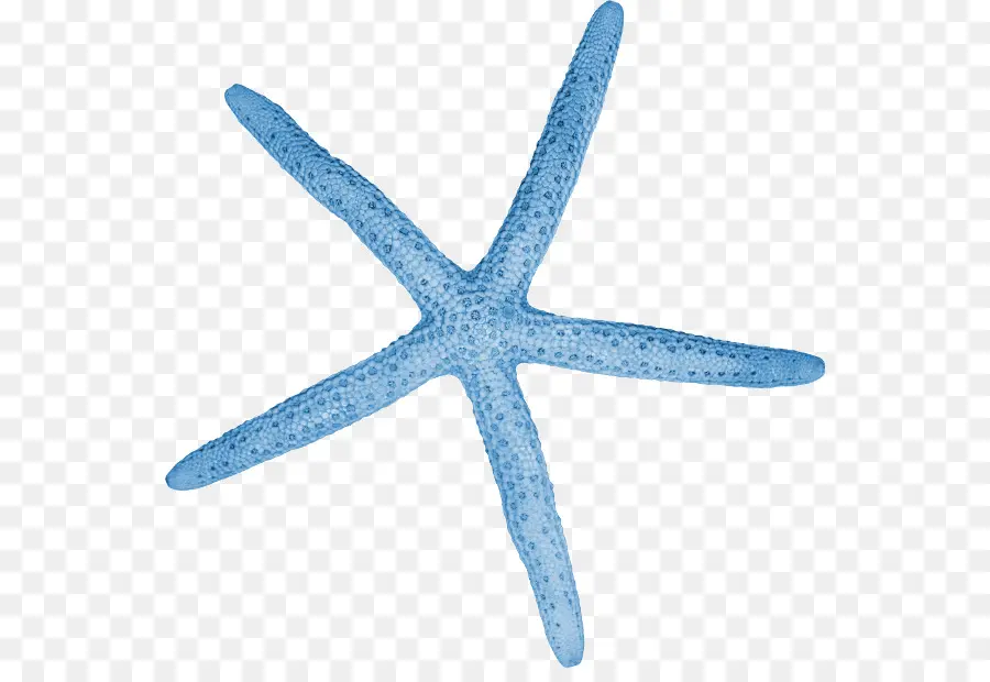 Estrella De Mar，Invertebrados PNG