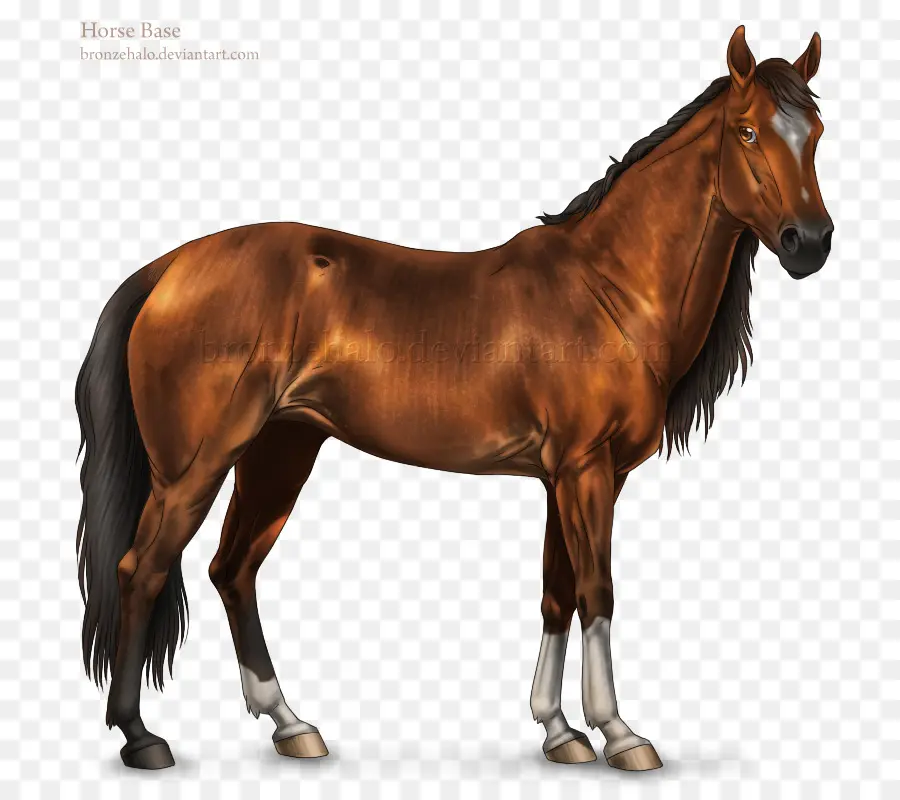 Mustang，American Quarter Horse PNG