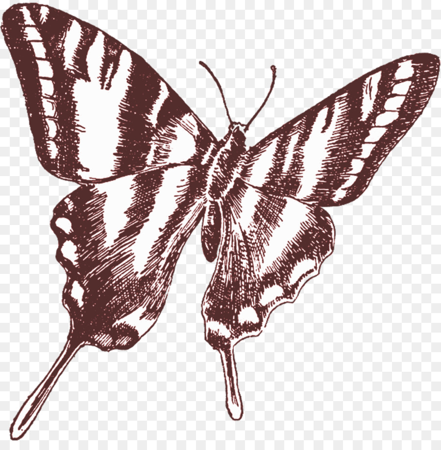 Mariposa Blanca Y Negra，Alas PNG