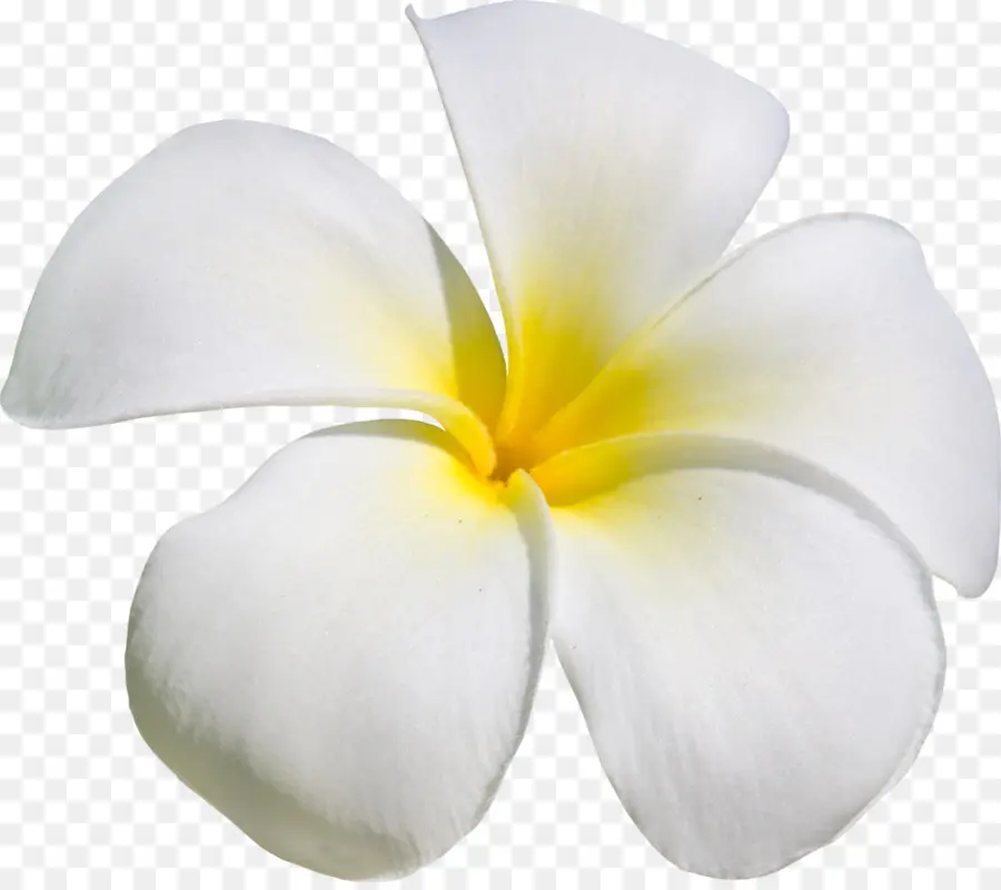 Flor，Frangipani PNG