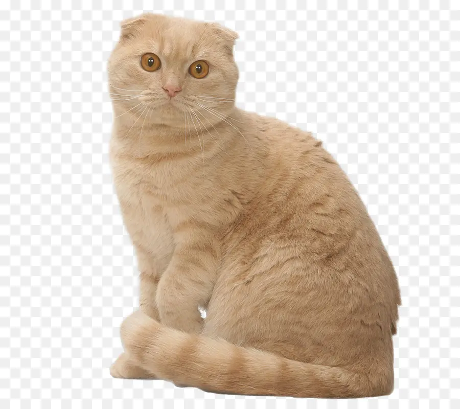 Gato Naranja，Mascota PNG