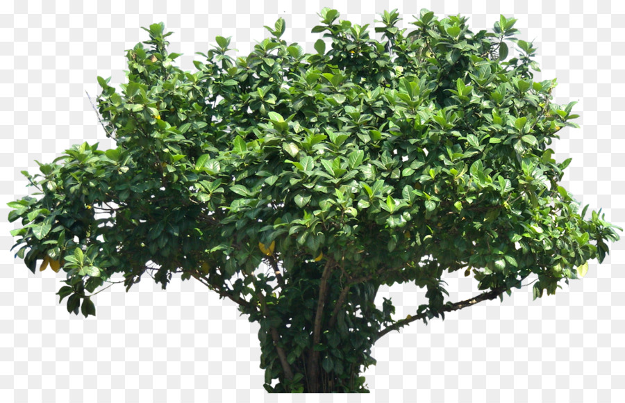 árbol，Subtrópicos PNG