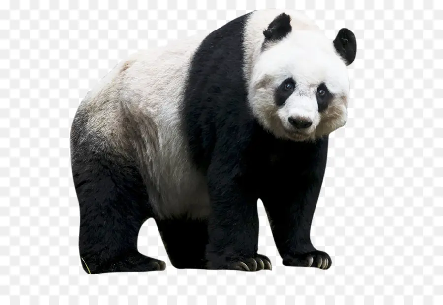 El Panda Gigante，El Panda Rojo PNG