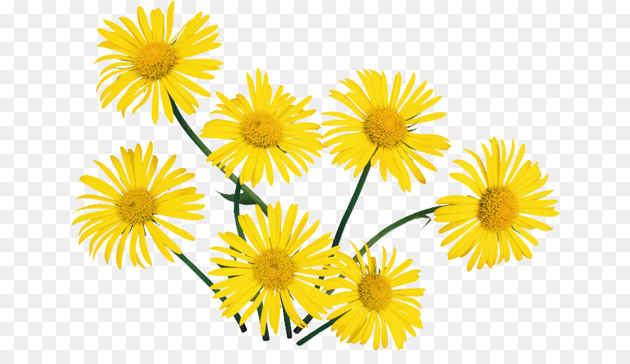 Flor，Amarillo PNG