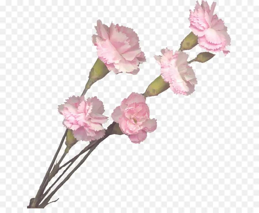 Clavel，Flores De Color Rosa PNG