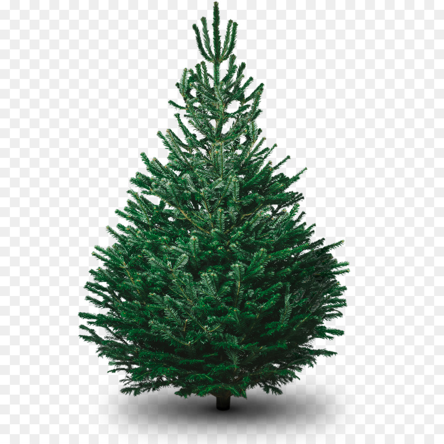 árbol Verde，Naturaleza PNG