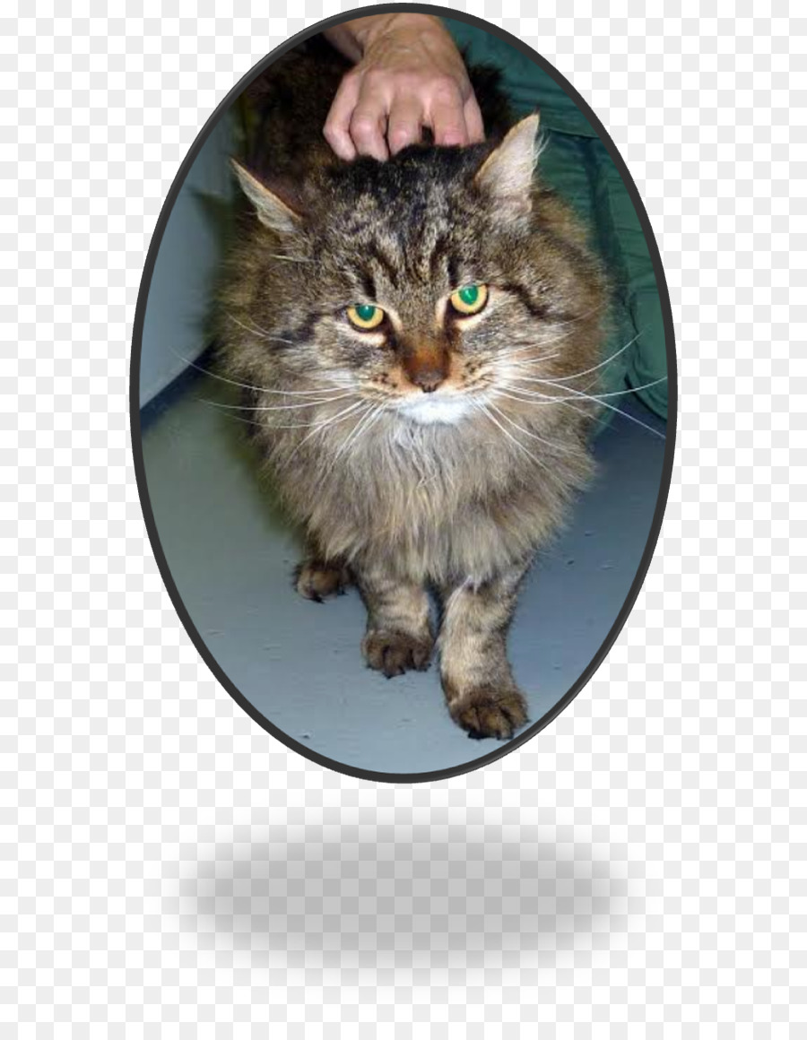 Gato Siberiano，Maine Coon PNG