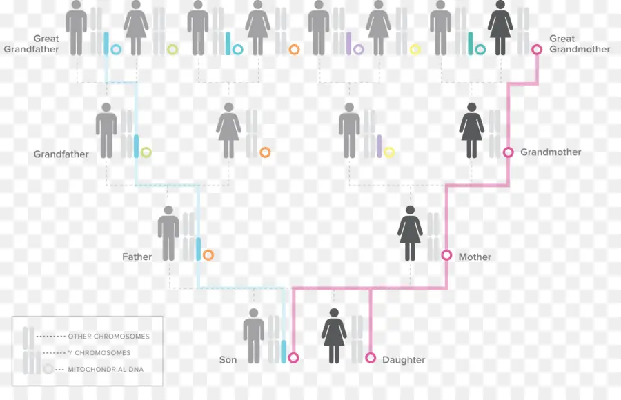 El Haplogrupo，Humanos Ychromosome Haplogrupo De Adn PNG