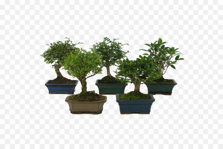 Bonsai，Planta De Interior PNG