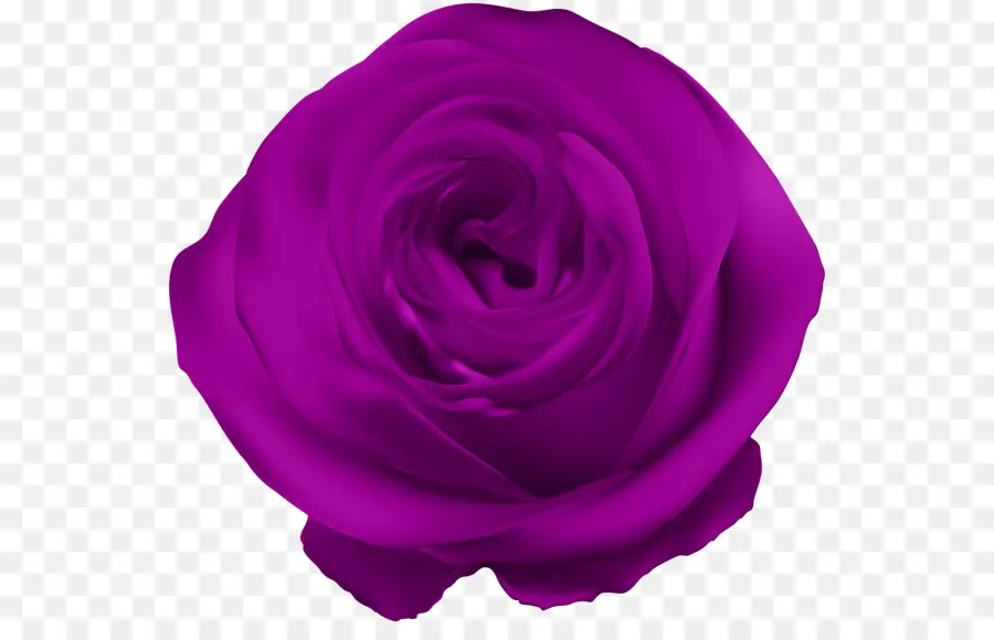 Rosa Morada，Florecer PNG