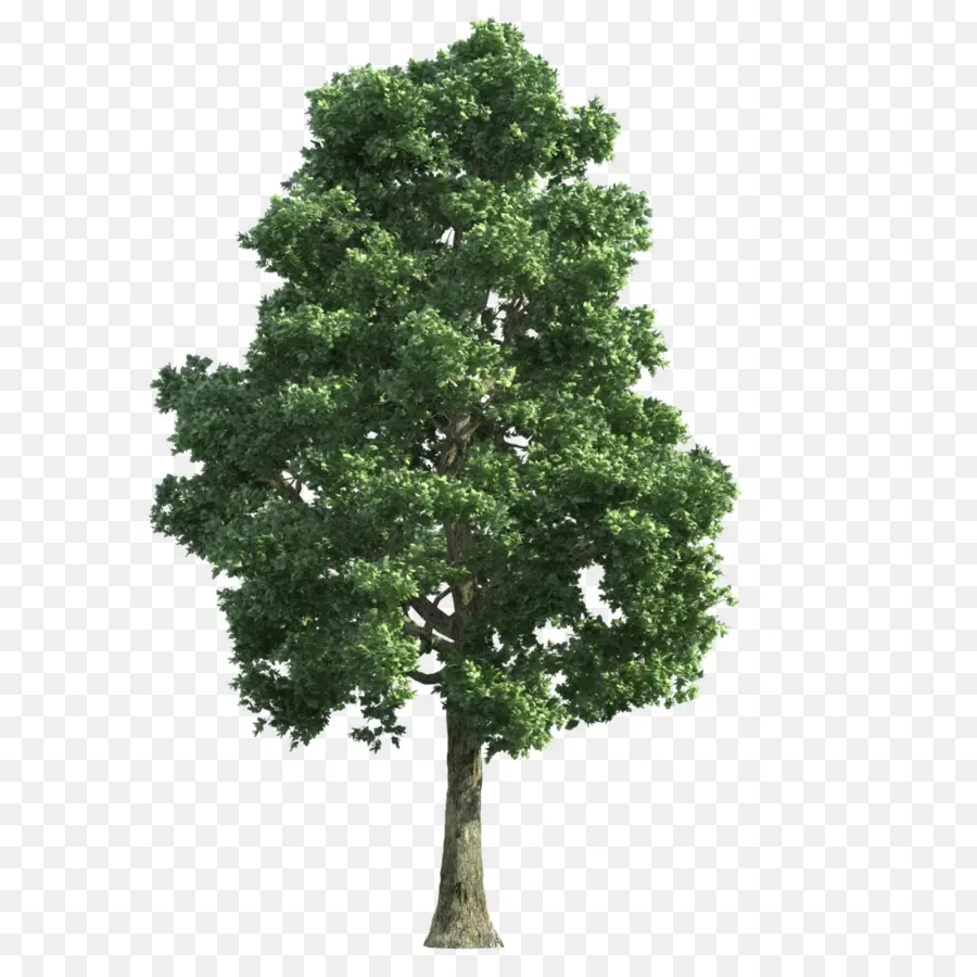 árbol，La Transparencia Y Translucidez PNG