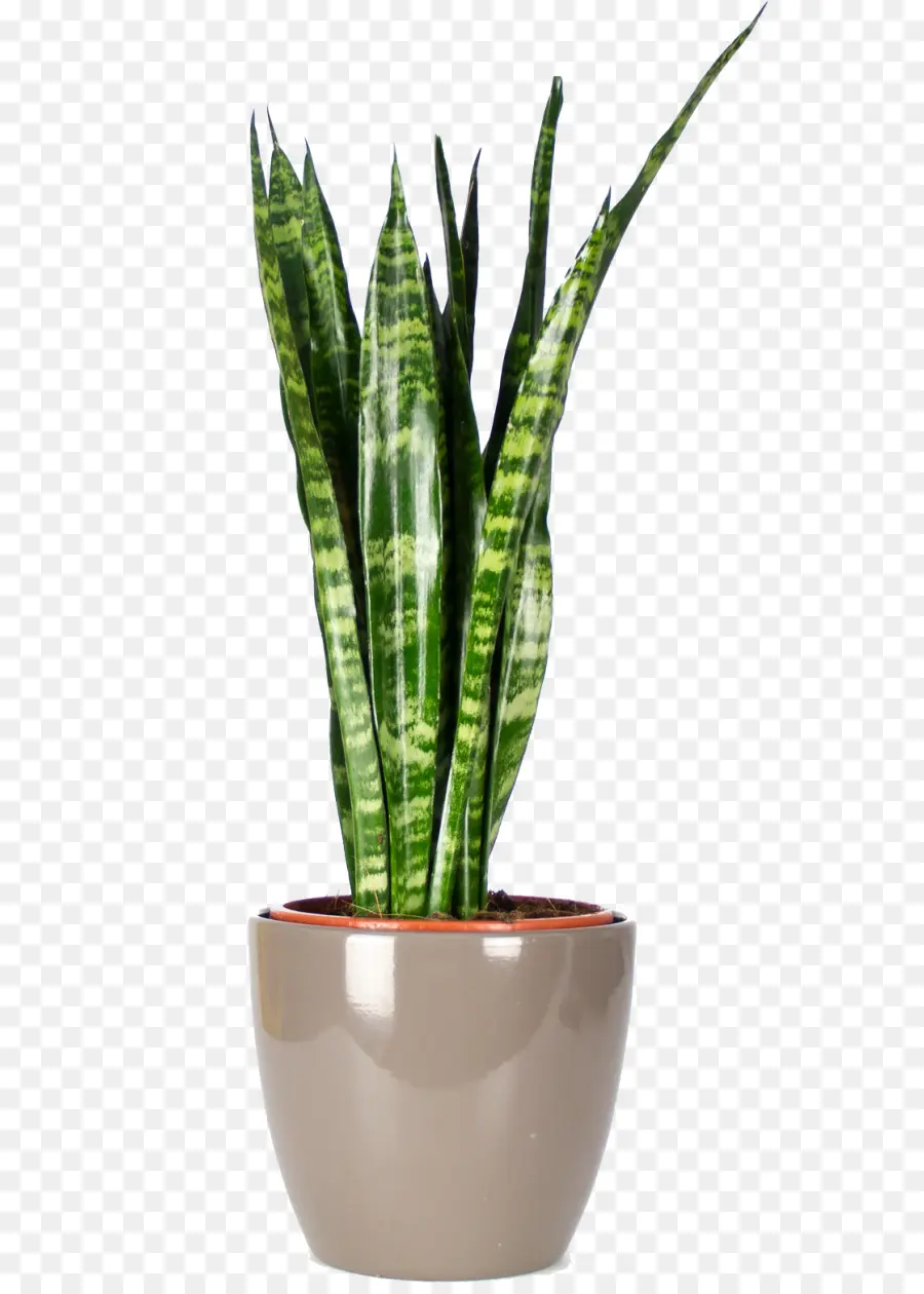 Planta Serpiente，Hojas PNG