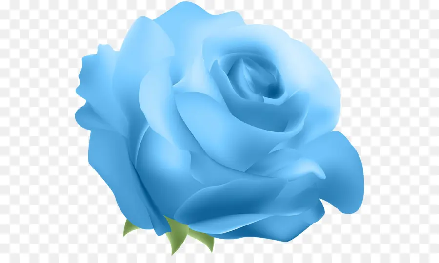 Rosa Azul，Floración PNG