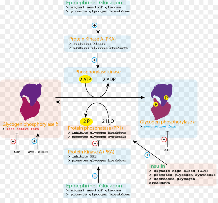 El Control Del Metabolismo Del Glucógeno，La Glucógeno Fosforilasa PNG