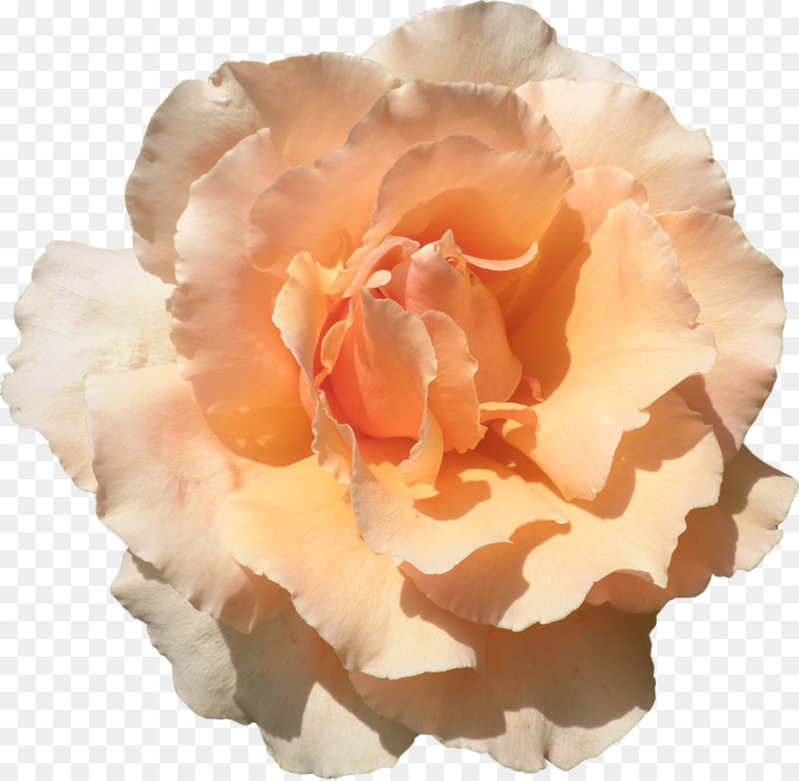 Clavel Naranja，Florecer PNG