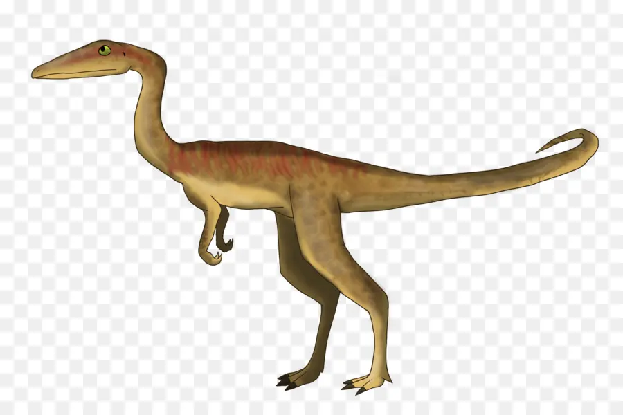 Coelophysis，Dinosaurio PNG