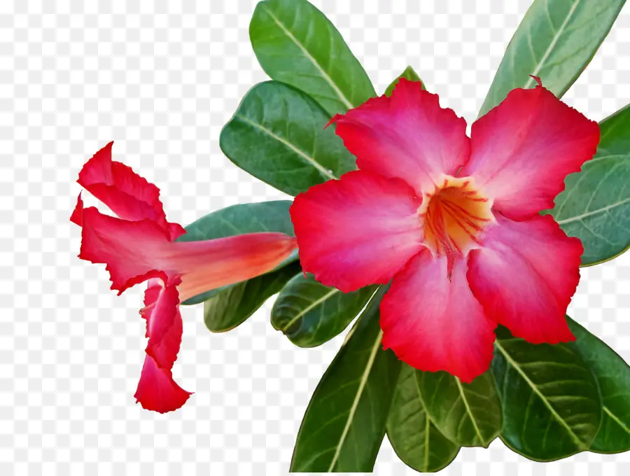 Flor，Planta PNG