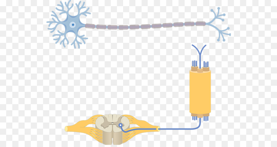 Pseudounipolar Neurona，Neurona PNG