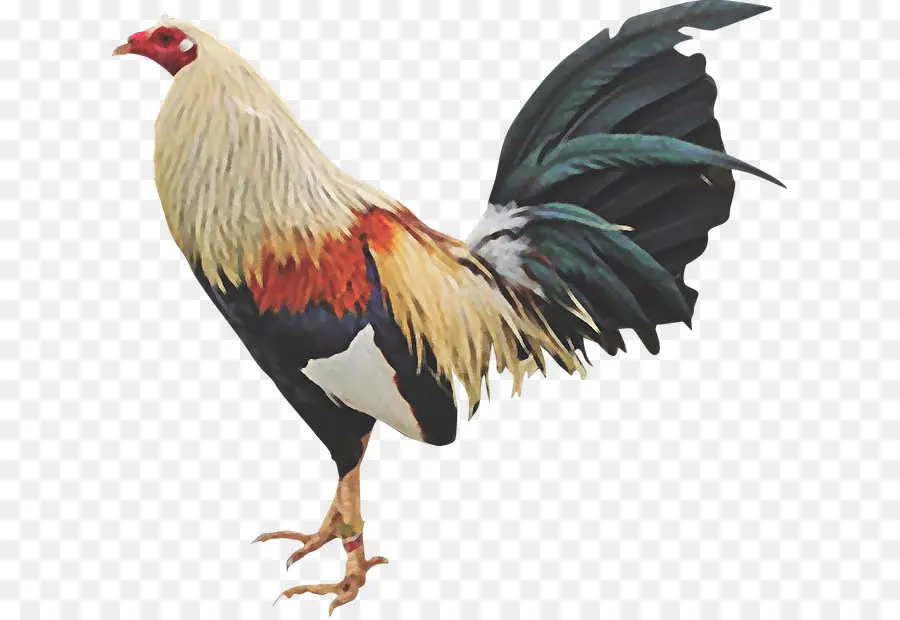 Pollo，Gamecock PNG