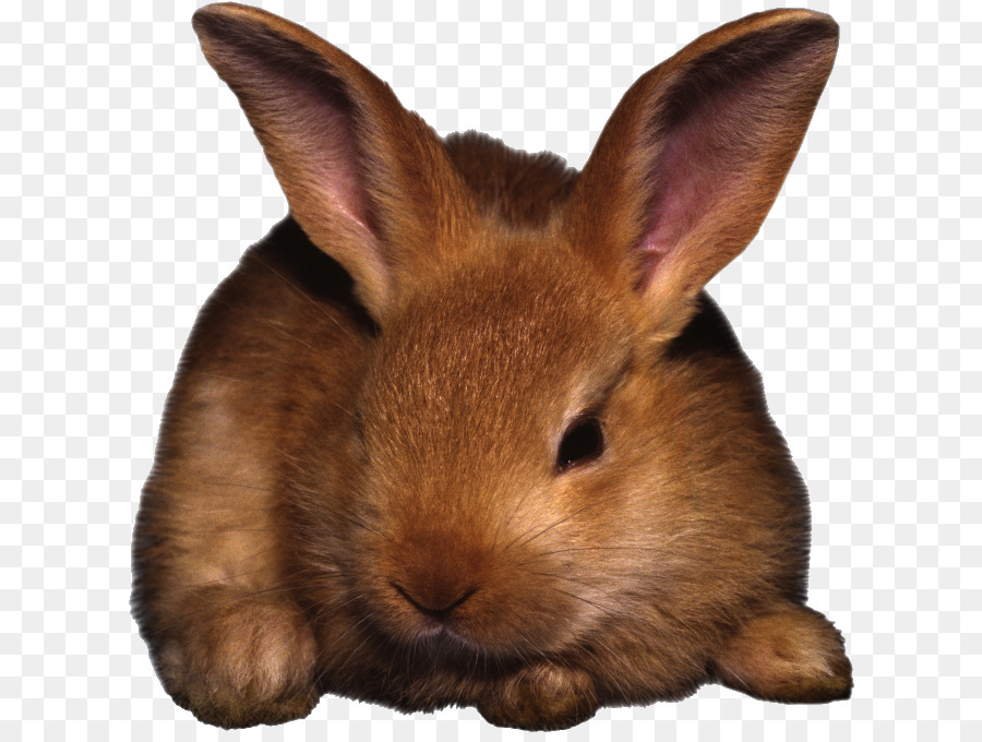 Conejo，Conejito De Pascua PNG