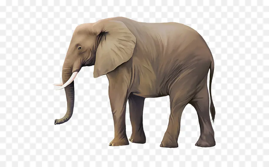 Elefante，Colmillos PNG