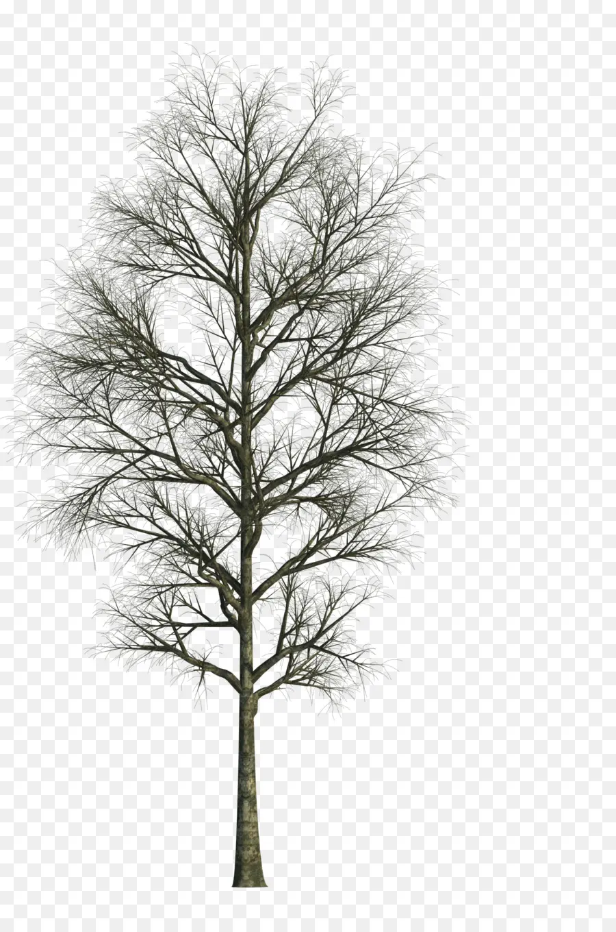 árbol Desnudo，Invierno PNG