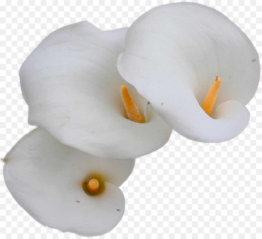 Alcatraces Blancos，Florecer PNG