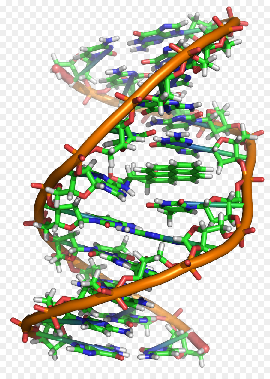 Adn，Biología Molecular PNG