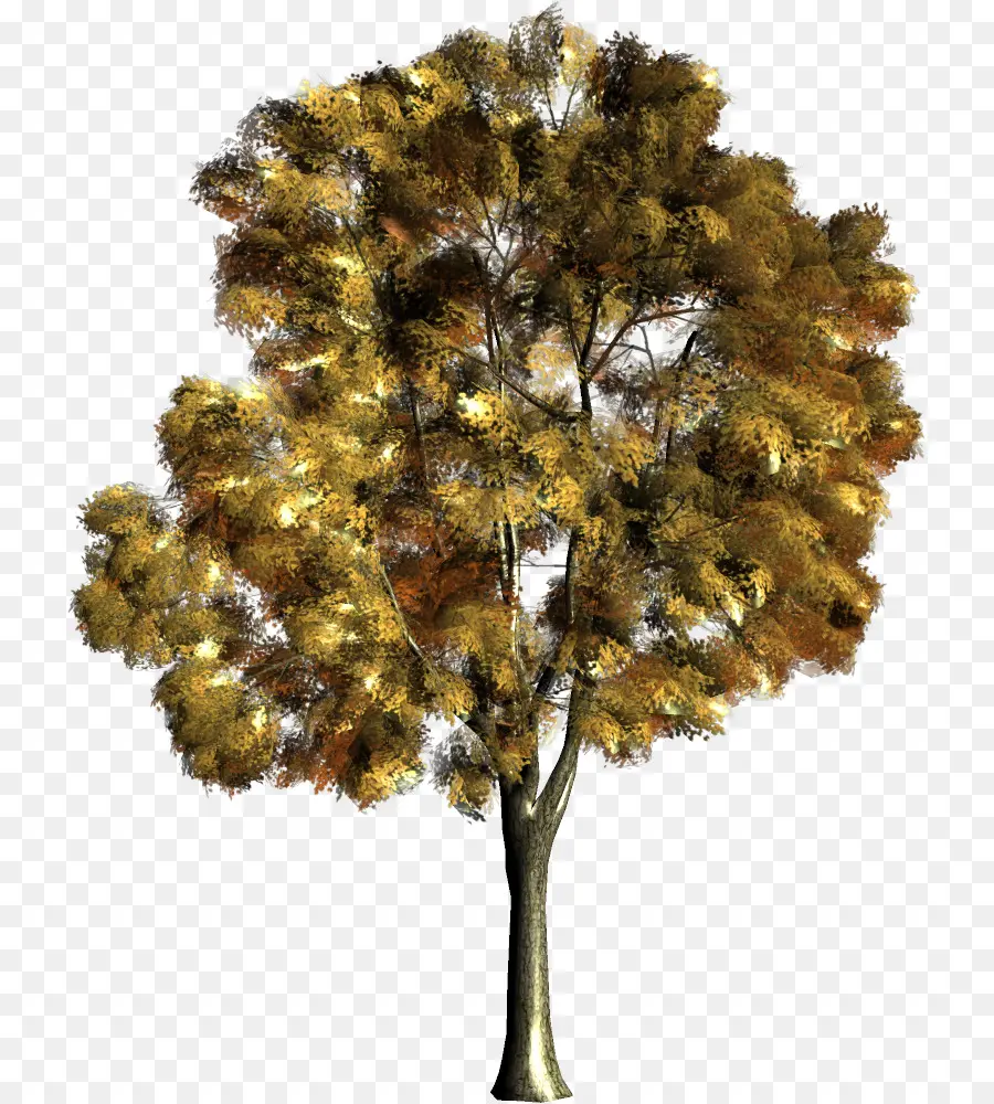 árbol，Dibujo De árboles PNG