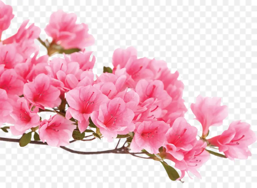 Azalea，Flores Rosadas PNG