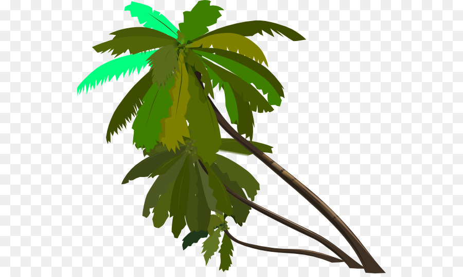 Arecaceae，Dibujo PNG