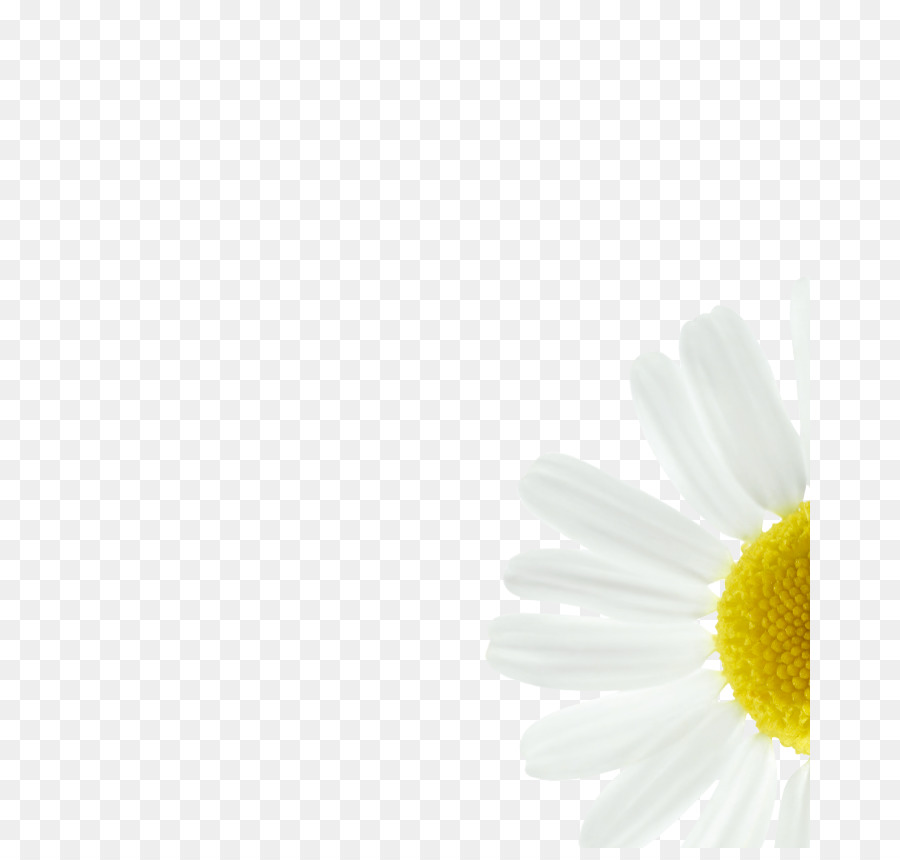 Flor Blanca，Margarita PNG