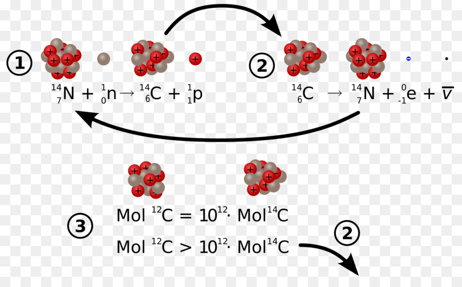 Carbon14，La Desintegración Radiactiva PNG