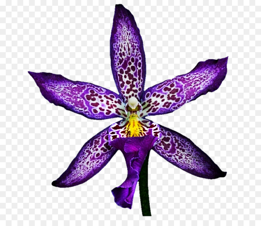 Flor，Violeta PNG