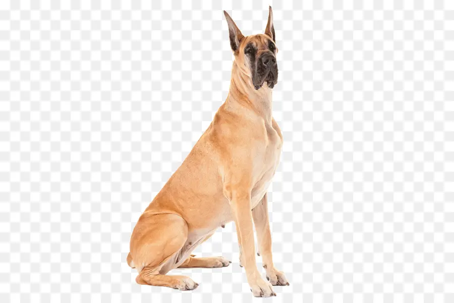 Perro Danés，Perro PNG