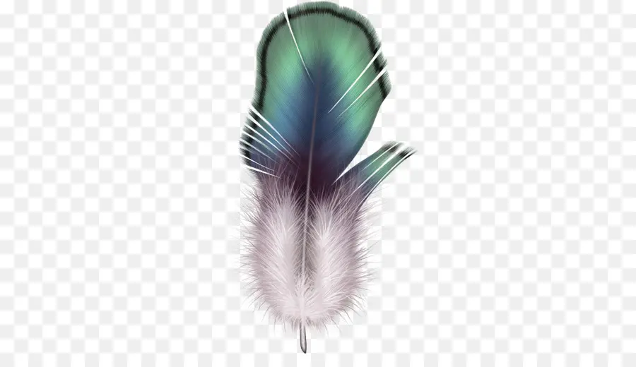 Pluma，Plumas De águila Ley PNG