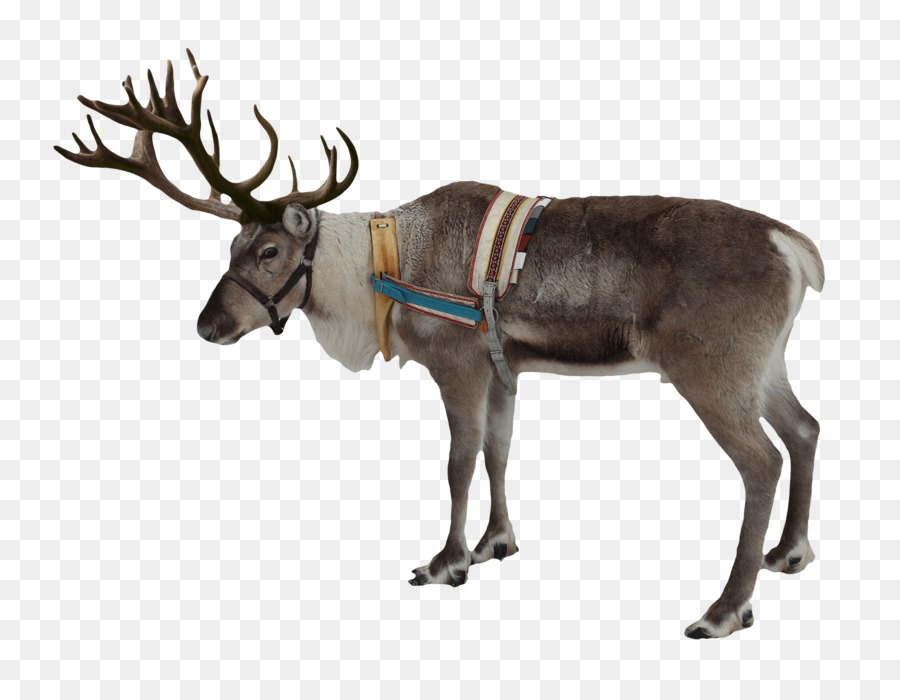 Rudolph，Deer PNG