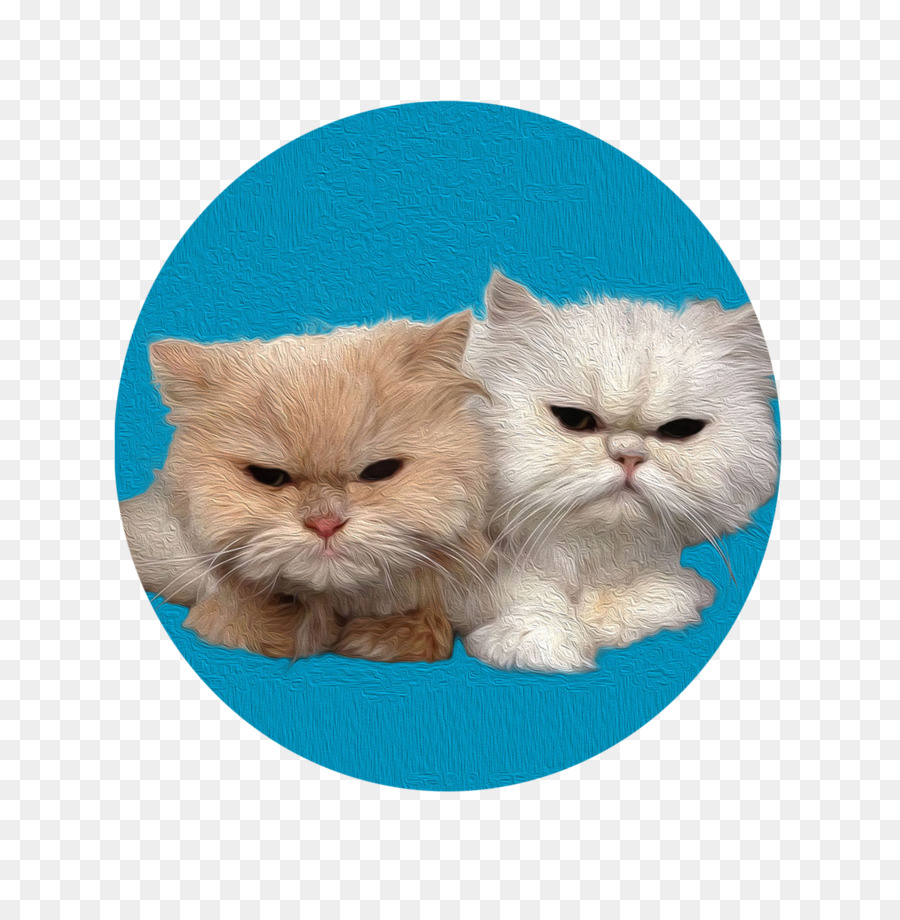 Gato，Caniche PNG