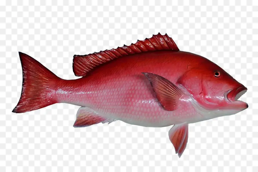 Pez Rojo，Marina PNG