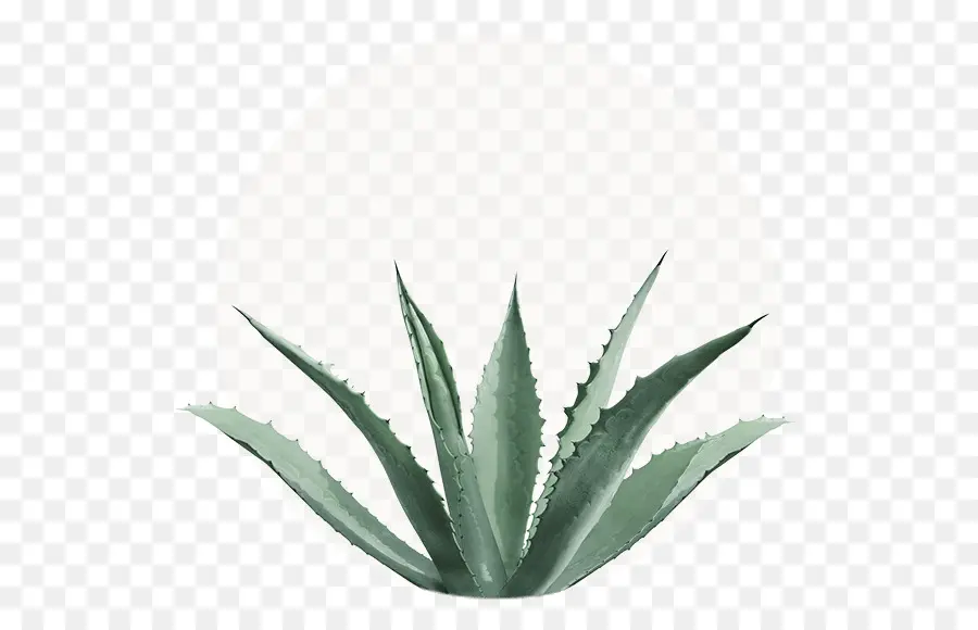 El Néctar De Agave，Agave Azul PNG