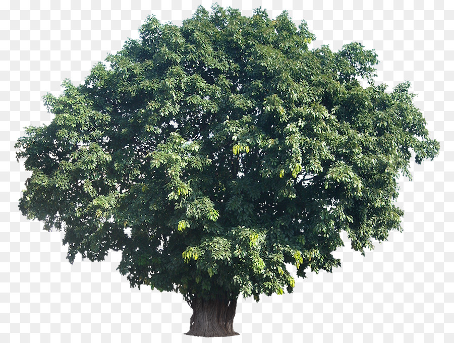 Árbol，Bosque PNG