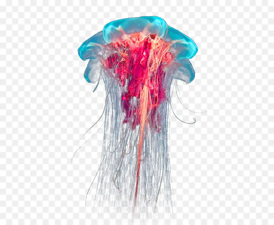 Medusas De Colores，Océano PNG