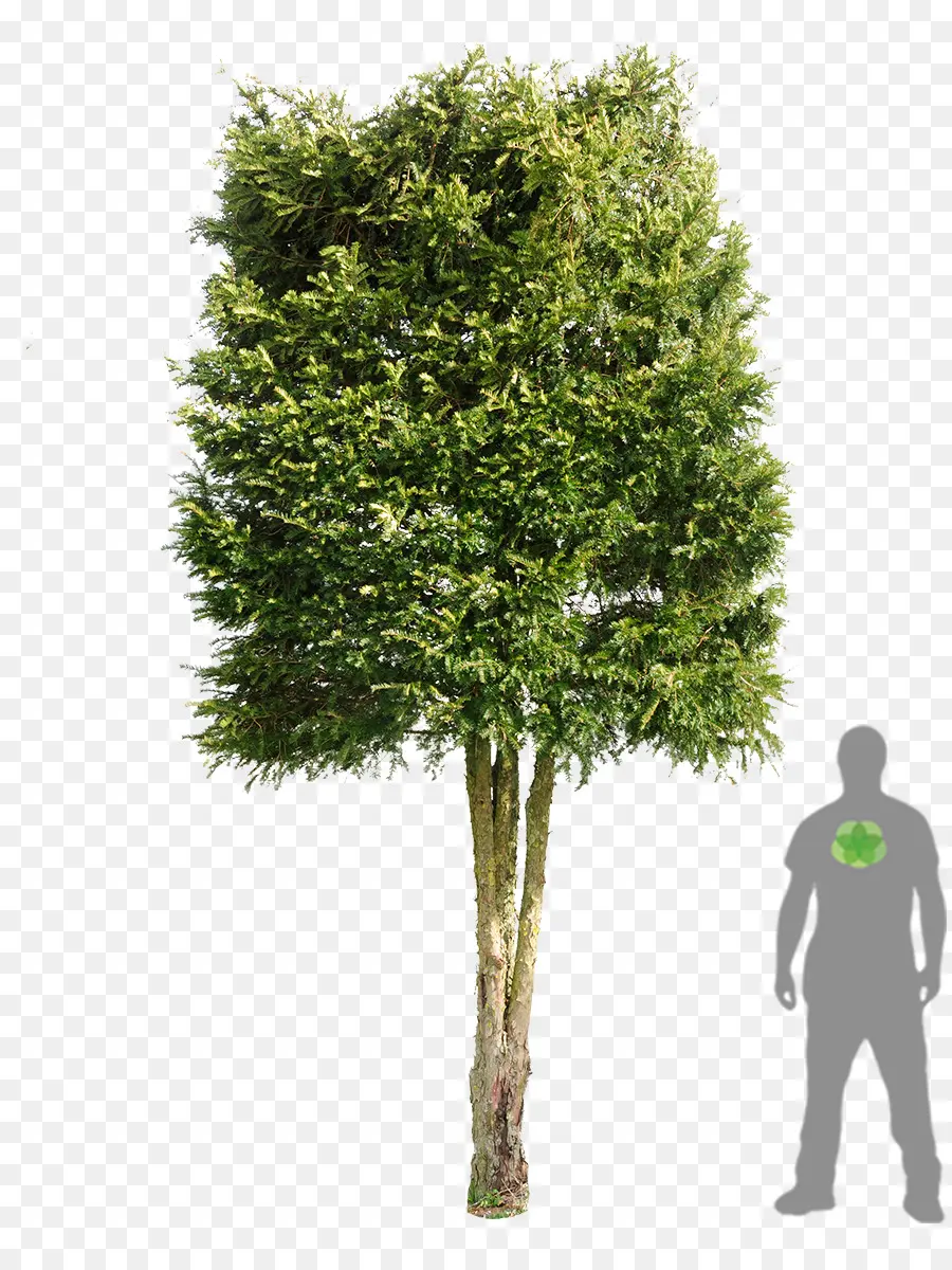 Árbol，Verde PNG