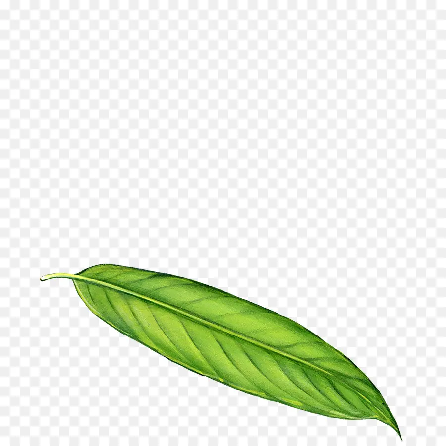 Hoja，La Selva PNG