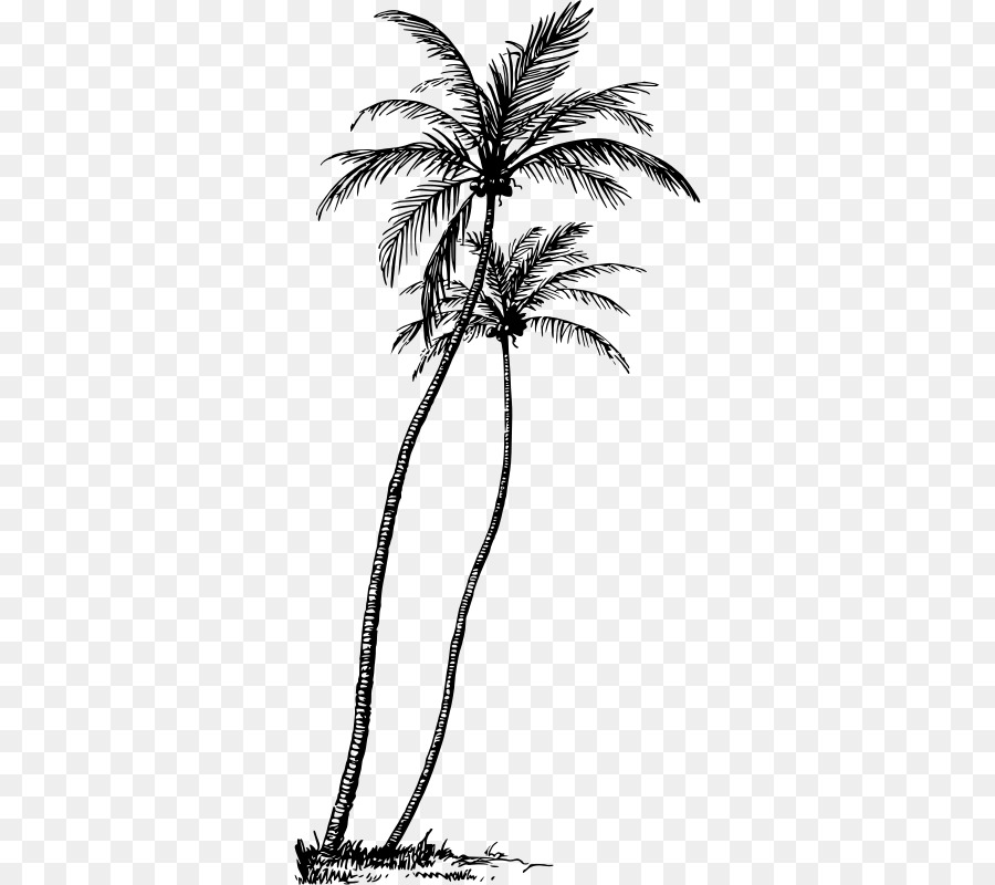 Arecaceae，árbol PNG