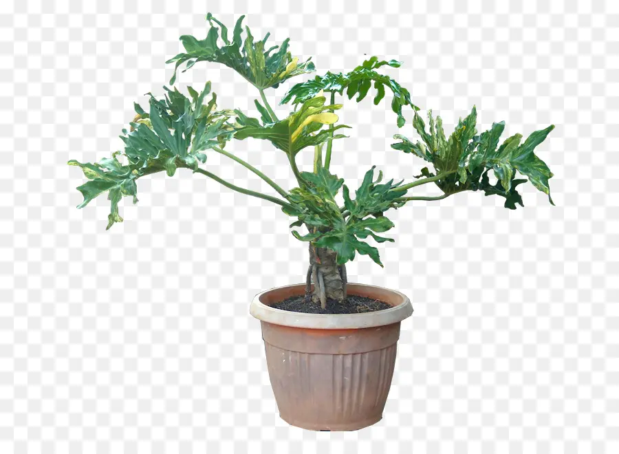 Planta，Planta De Interior PNG